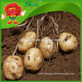 2015 wholesale price for large frozen yellow potato